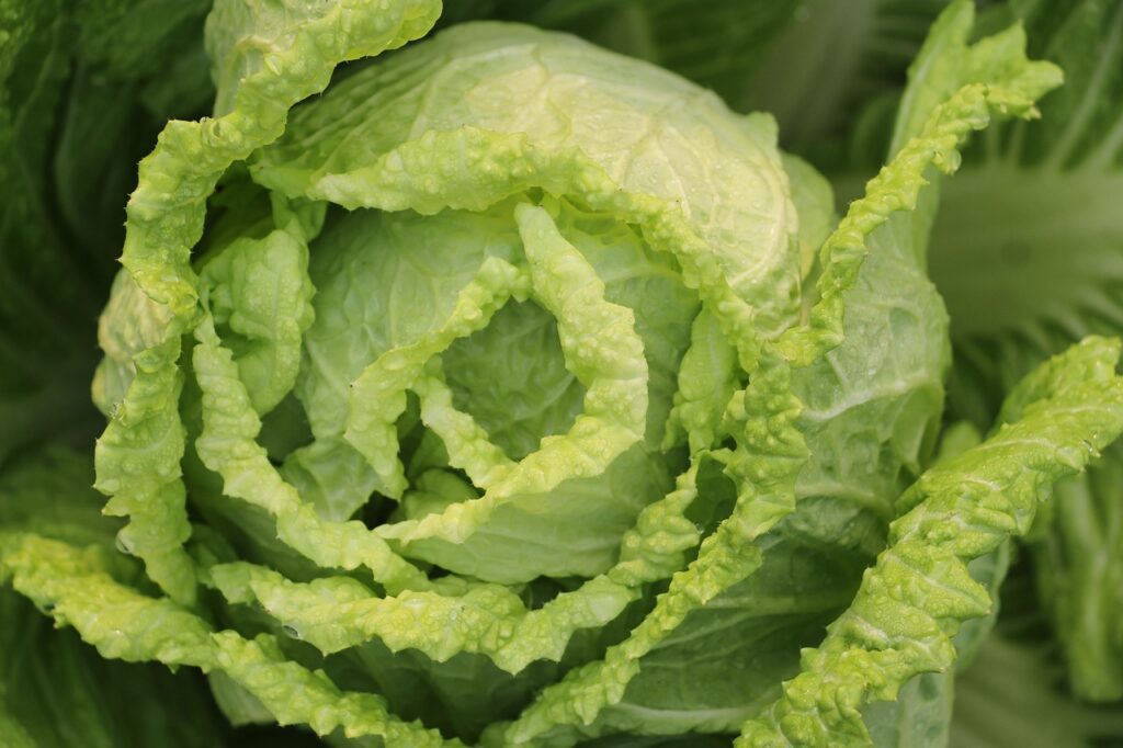 Image of a head of cabbage.