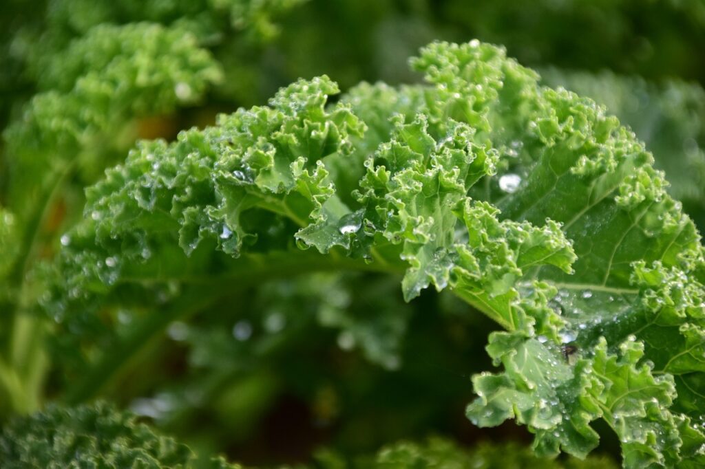 Image of kale.